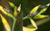 Closterotomus ventralis